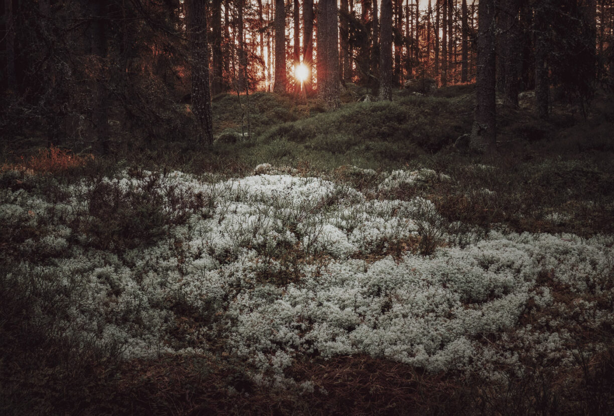 Sunrise over white lichens covering the ground of a Swedish forest