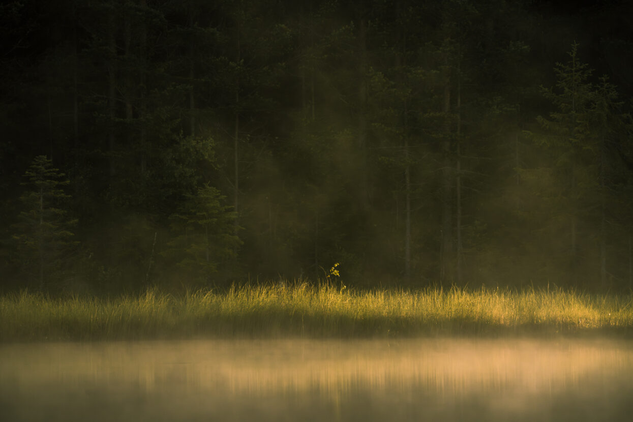 A warm sunlight illuminates grass strands by the shore of a misty lake in Sweden on a summer dawn