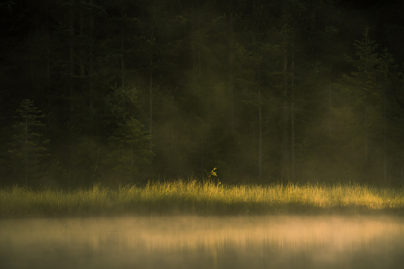 A warm sunlight illuminates grass strands by the shore of a misty lake in Sweden on a summer dawn