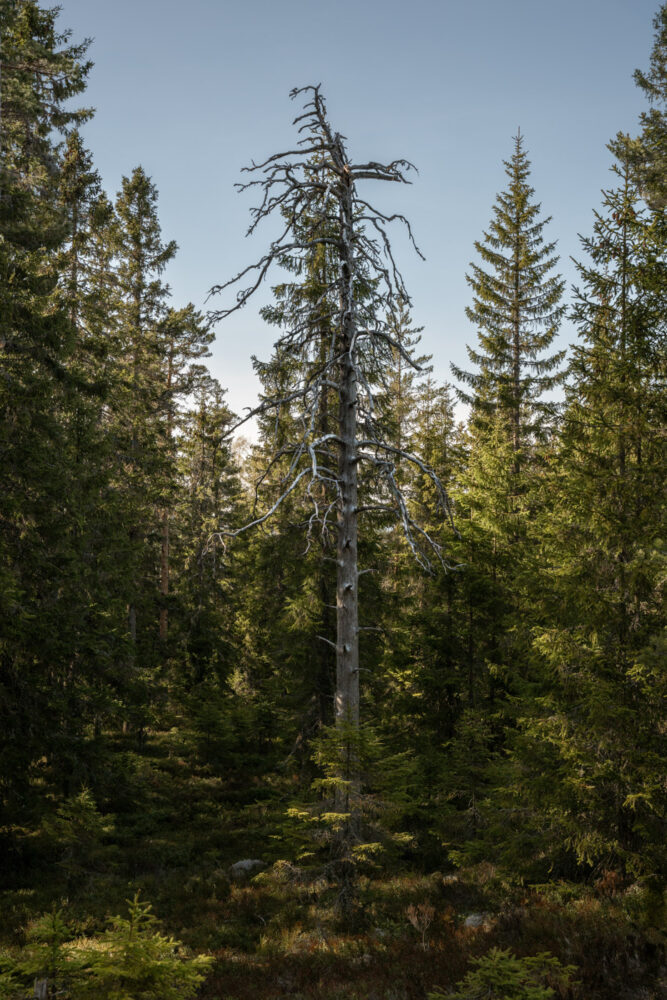 A very old tree on the top of the slopes of Salboknös nature reserve, Örebro county