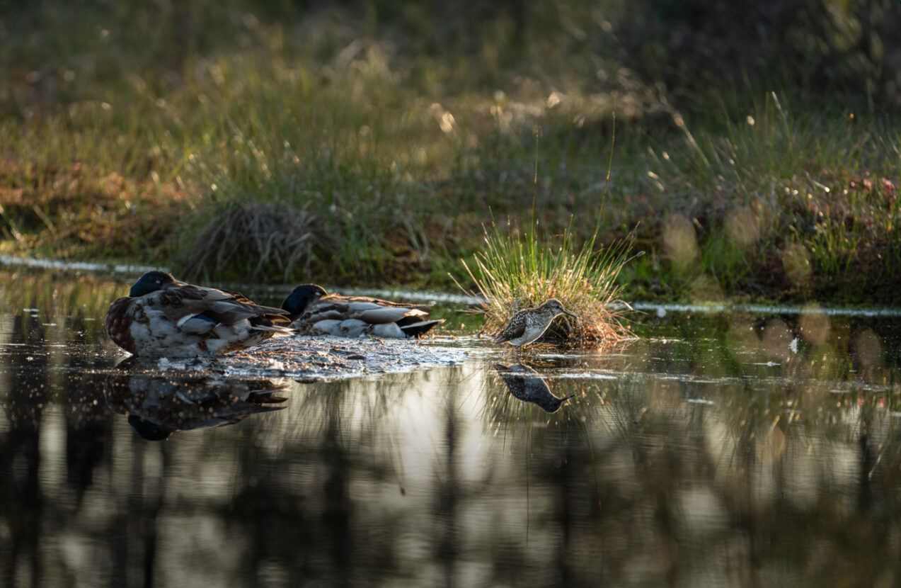 A Wood Sandpiper and two sleeping Mallards in a pond of Knuthöjdsmossen nature reserve