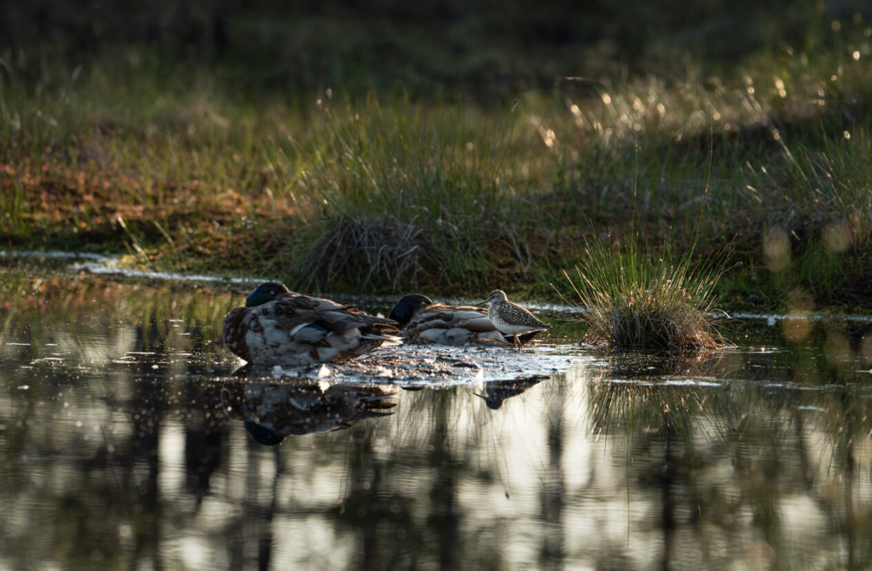 A Wood Sandpiper and two sleeping Mallards in a pond of Knuthöjdmossen nature reserve