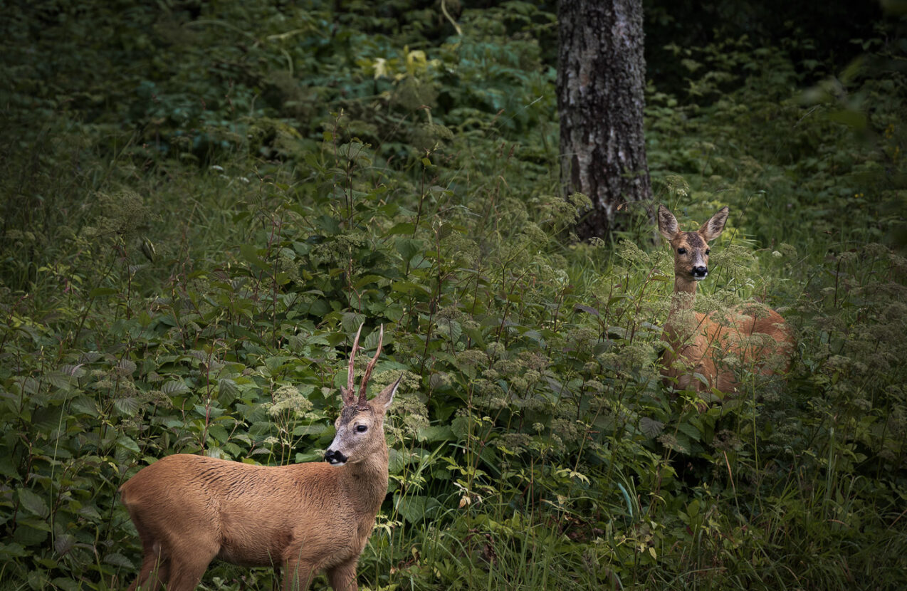 A male and a female roe deer in a Swedish forest