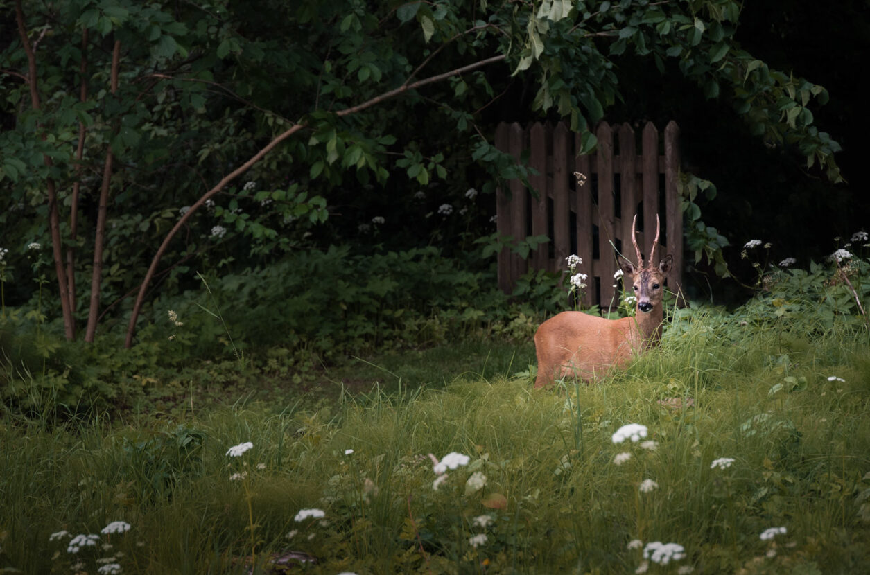 A roe deer with wooden horns in a summer green meadow