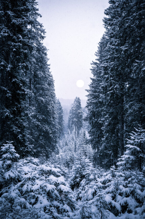 Rows leading to the moon in a winter Swedish forest
