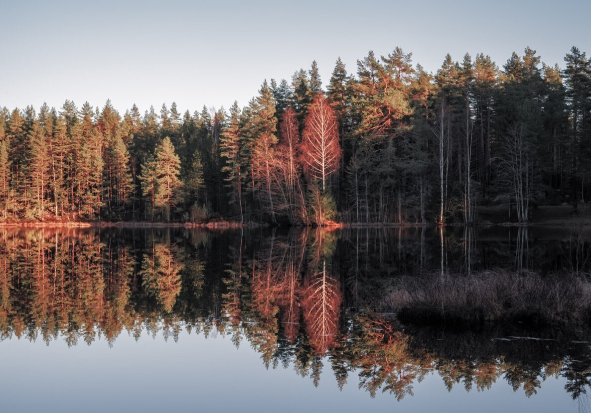 Autumn forest on the shore of a lake with gorgeous warm colours