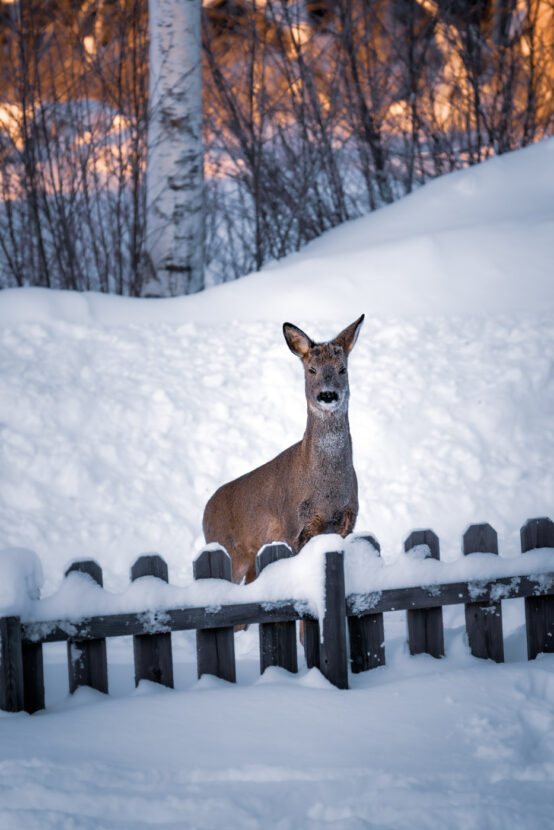 A female roe deer by a snowy fence in the Swedish winter