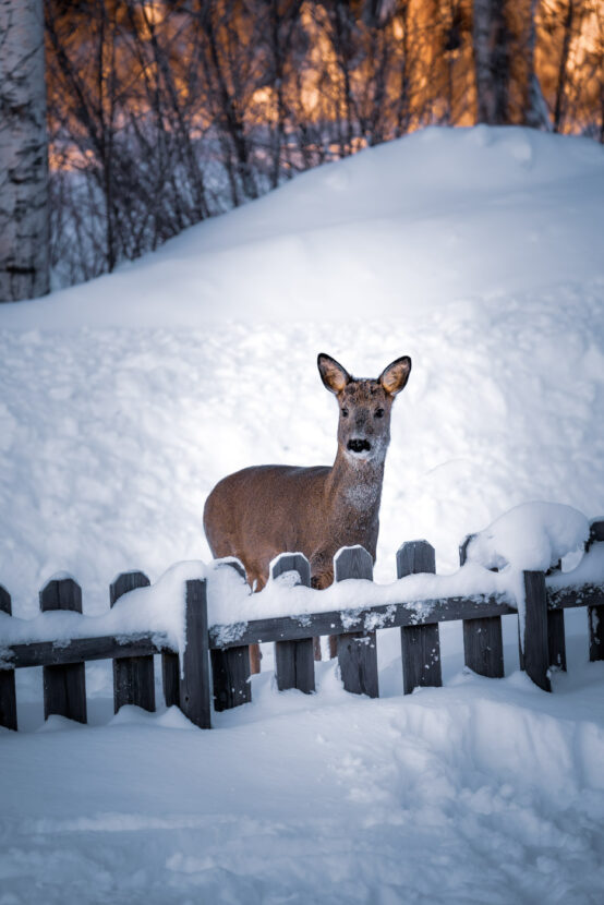 Female roe deer by a snowy fence in the Swedish winter