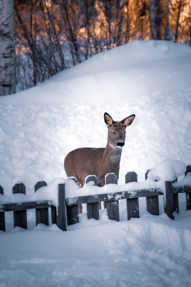 Female roe deer by a snowy fence in the Swedish winter