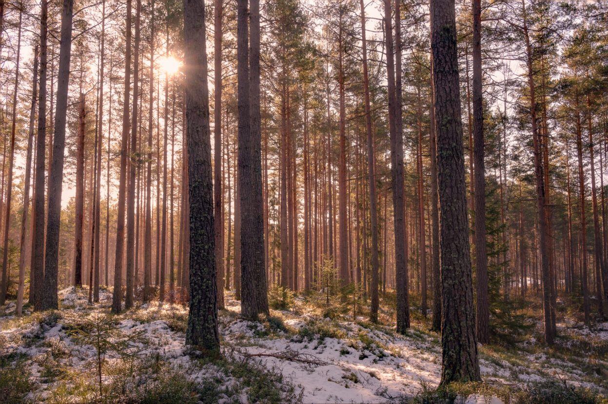 Warm sunrise in a snowy forest