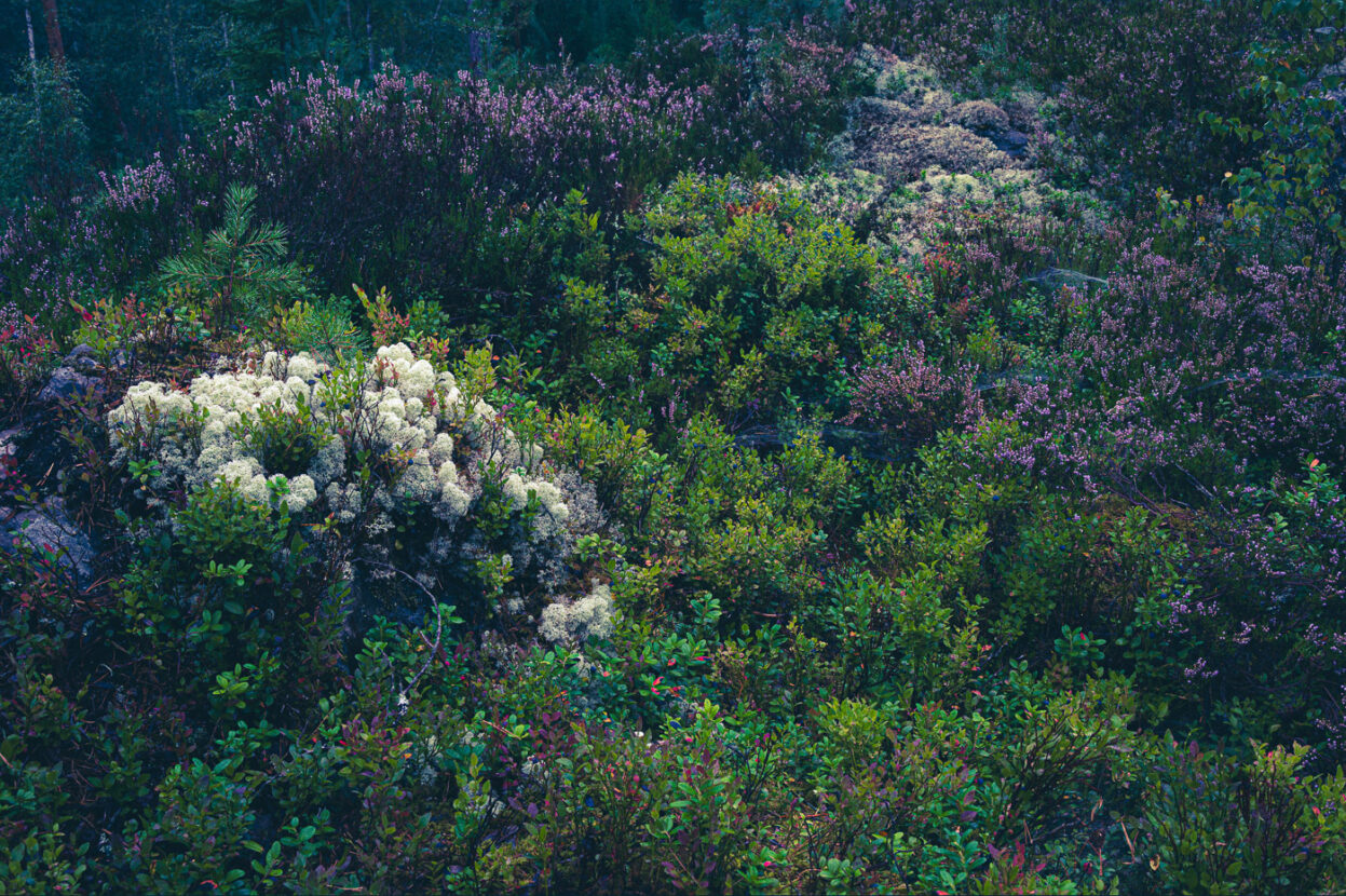 The rich colourful ground of an old-growth forest with lichens, heathers and berries shrubs