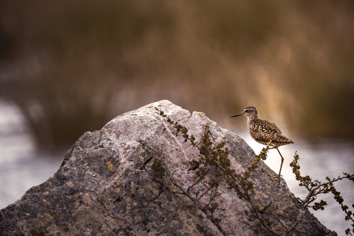 A Wood Sandpiper bird on climbing a rock