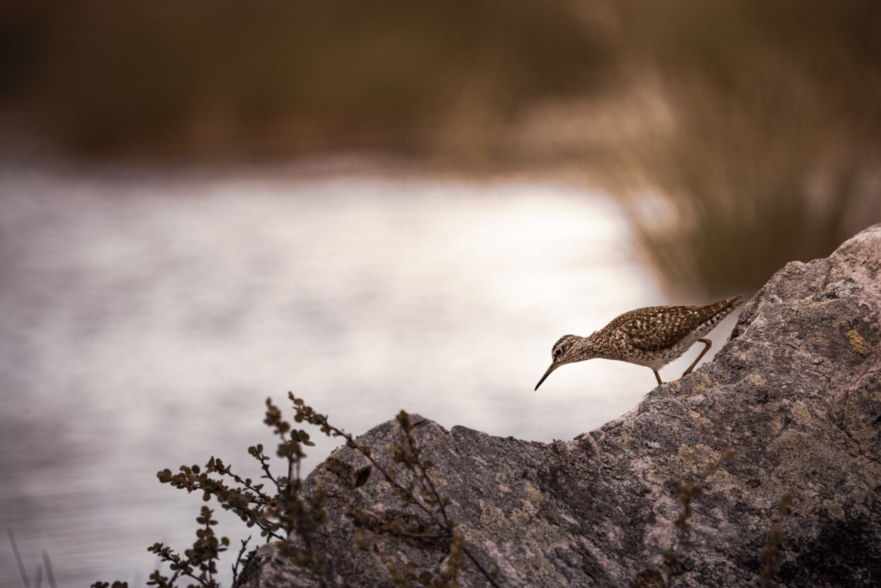 A wood sandpiper bird climbing down a rock in the wetlands