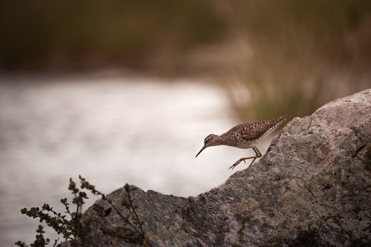 Wood sandpiper climbing down a rock in the wetlands